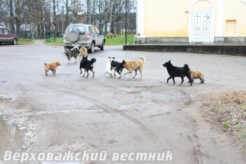 У большинства собак, бегающих по улицам сел и деревень района, есть владельцы. Именно они будут отвечать за ущерб, причиненный их четвероногими друзьями