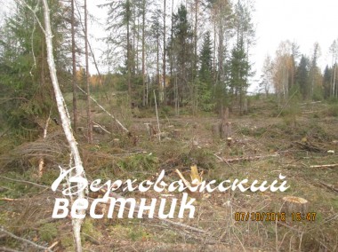 Окончательное заключение о состоянии делянки может дать только специалист