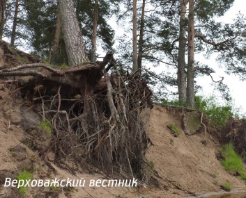 Прибрежные сосны Пестерёвской рощи обречены на гибель