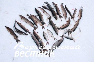 Рыболову важно оказаться  в нужное время в нужном месте. И успех гарантирован