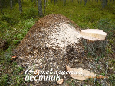 Спиленная сосна и поврежденный муравейник