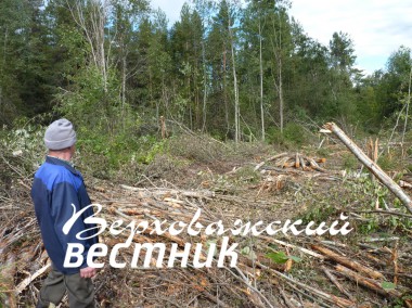 Такой беспорядок оставили после себя  лесозаготовители в урочище Ельник (Липки)