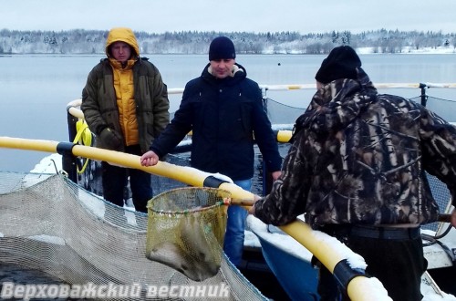 Момент отлова форели из садка