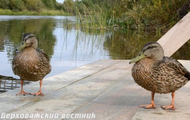 Утки не боятся людей, подходят  и дают себя фотографировать