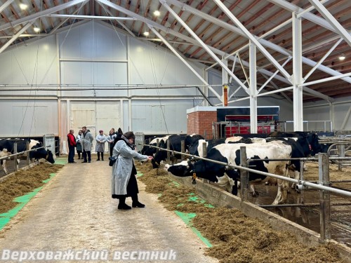 На роботизированной ферме в хозяйстве А.П. Постникова (Терменьга)