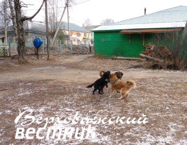 Около Верховажской начальной школы (как и около средней) нередко можно видеть бесхозных собак.