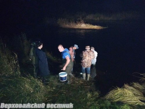 Полторы тысячи мальков стерляди были выпущены в Вагу, д. Кудринская, Верховское поселение Верховажского района Полторы тысячи мальков стерляди были выпущены в Вагу