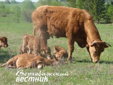 Зачем ходить с "протянутой рукой", если можно самим получить мясо и молоко? Лимузины из крестьянского хозяйства А.П. Постникова