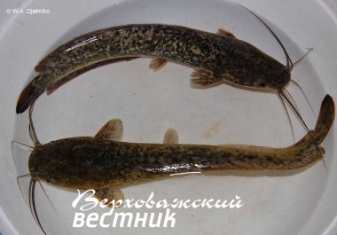 Малек африканского сома.