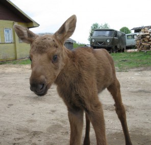 Природный баланс Природный баланс