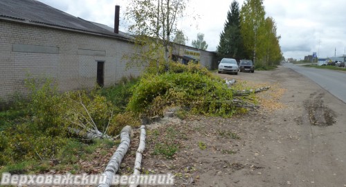 Вырубка берез на ул. Смидовича взбудоражила верховажан. Главная претензия: "Почему не посоветовались с народом?"